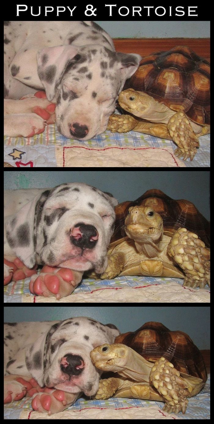Cute Interspecies Friends