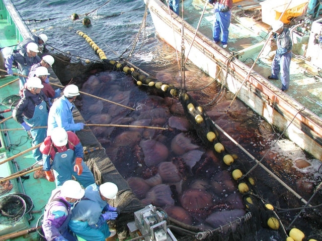 Giant Jellyfish Invade Japan's Waters 