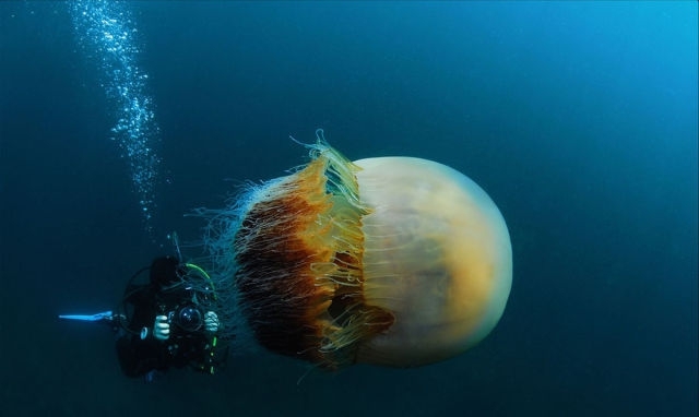 Giant Jellyfish Invade Japan's Waters 