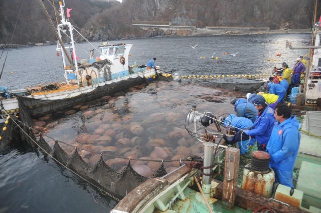 Giant Jellyfish Invade Japan's Waters 