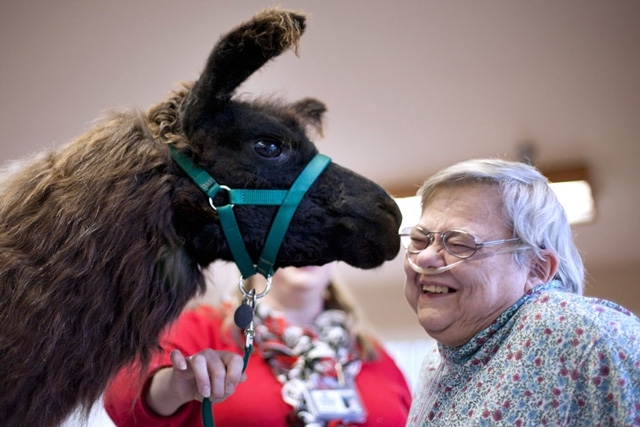 Old Folks Love Their Llamas