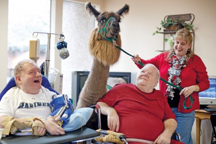 Old Folks Love Their Llamas