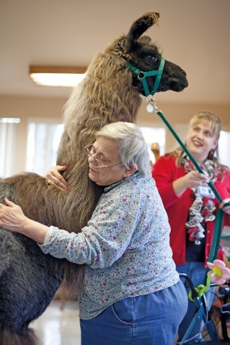 Old Folks Love Their Llamas