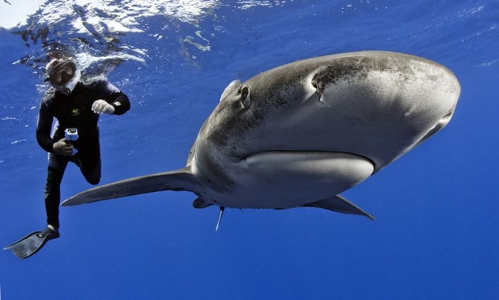 Swimming with Sharks 