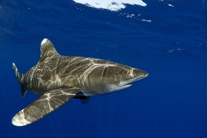 Swimming with Sharks 