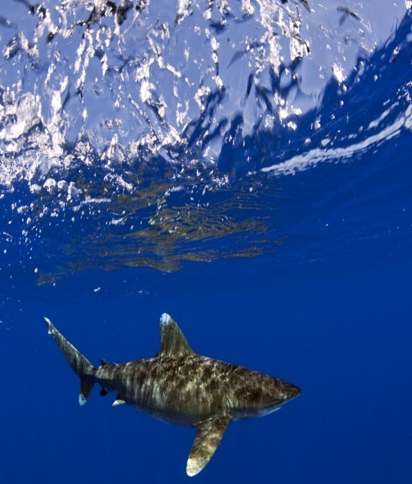 Swimming with Sharks 