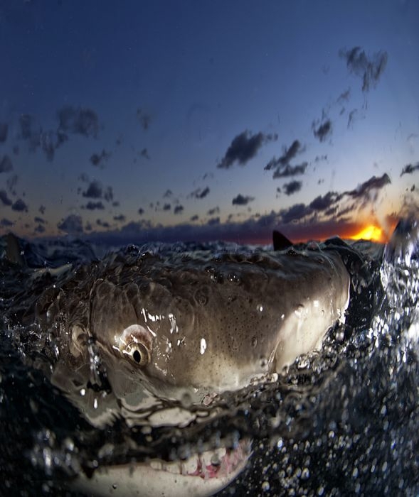 Swimming with Sharks 