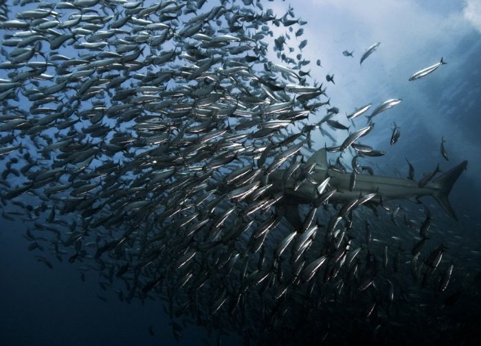 Swimming with Sharks 