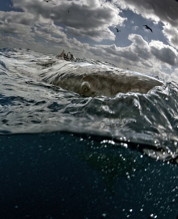 Swimming with Sharks 