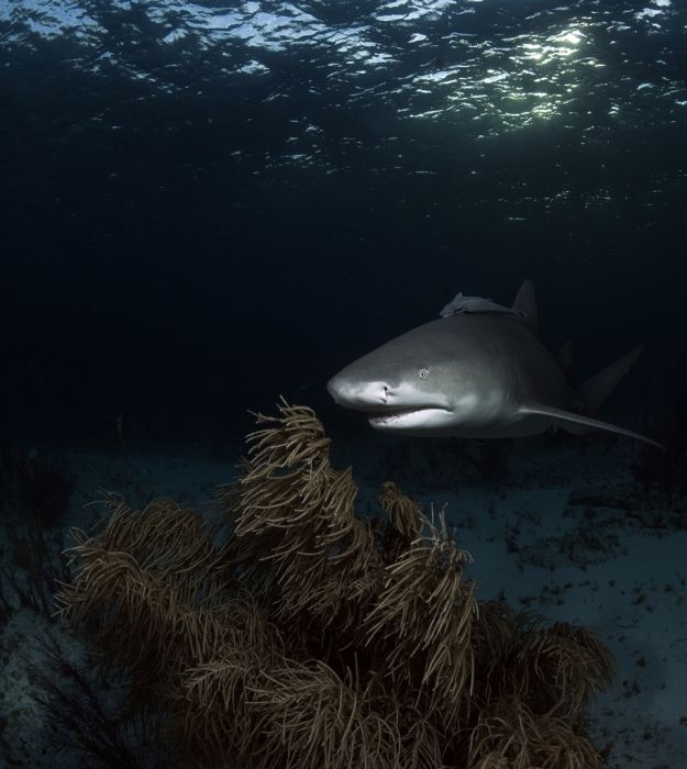 Swimming with Sharks 