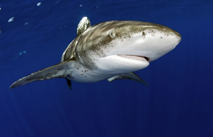 Swimming with Sharks 