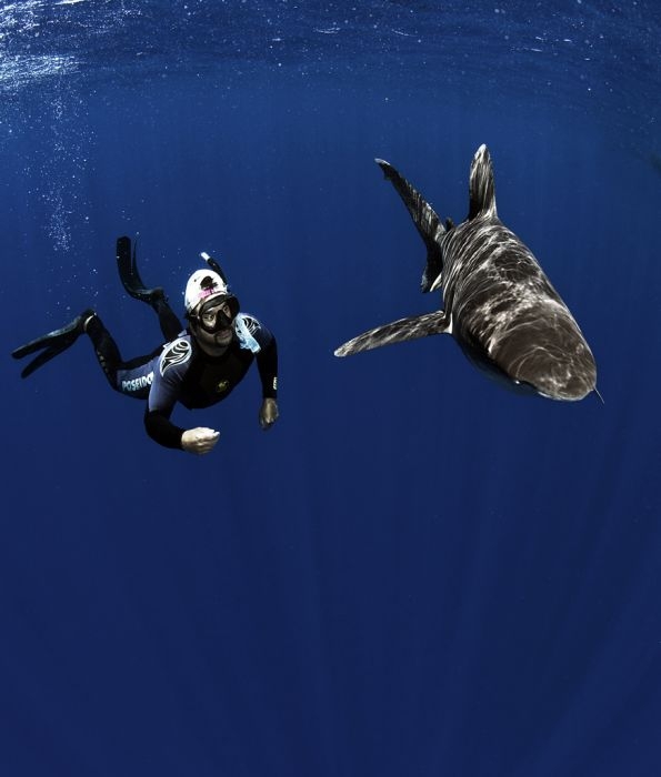 Swimming with Sharks 