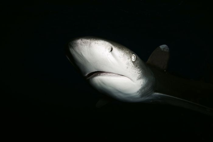 Swimming with Sharks 