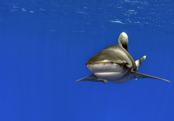 Swimming with Sharks 