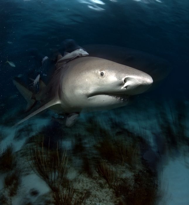 Swimming with Sharks 