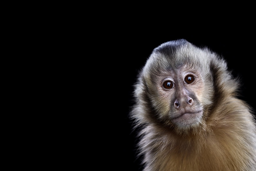 Incredible Studio Portraits of Wild Animals by Brad Wilson