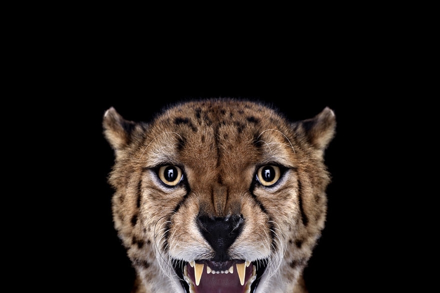 Incredible Studio Portraits of Wild Animals by Brad Wilson