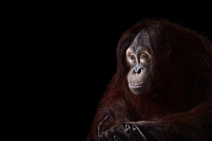 Incredible Studio Portraits of Wild Animals by Brad Wilson