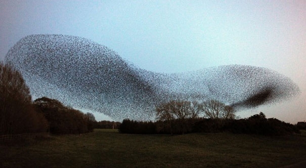 Breathtaking Murmurations of Starlings 