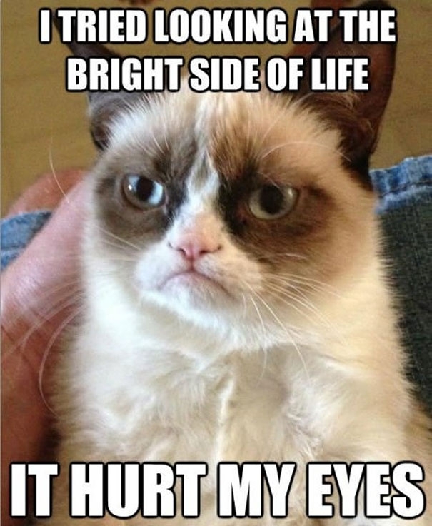 25 Best Moments of the Grumpy Cat 