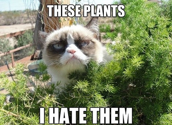 25 Best Moments of the Grumpy Cat 