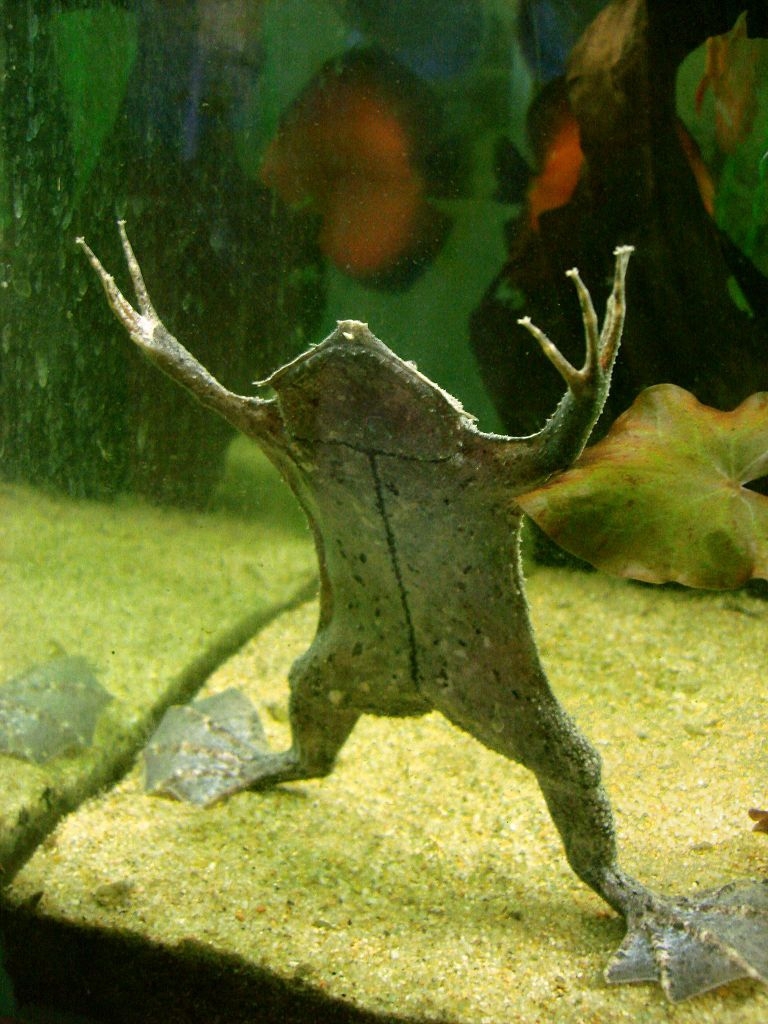 Unusual Toad 