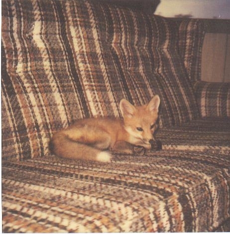 Pet Foxes Are Awesome!