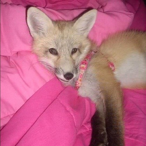 Pet Foxes Are Awesome!