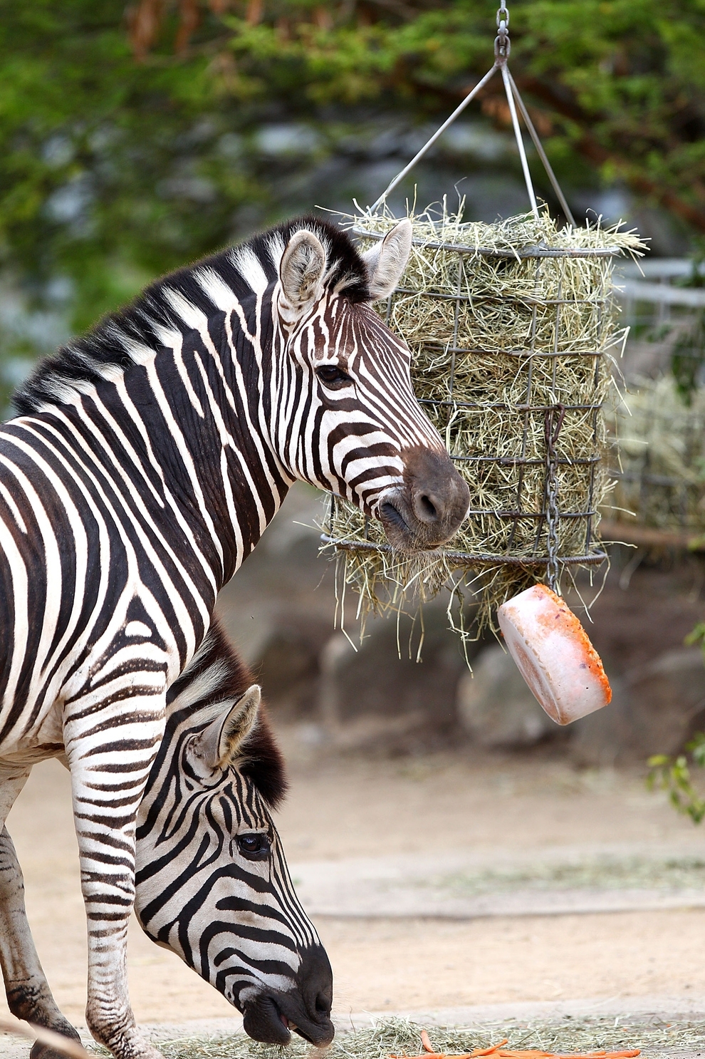 Australian Zoo Animals Are In For a Treat