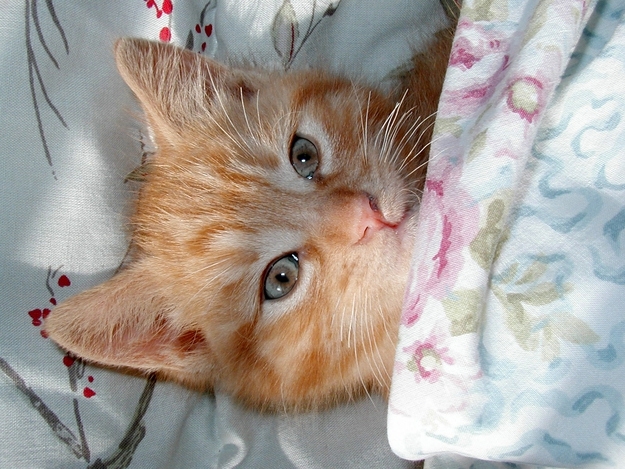 Cats in Tiny Bedzzzzzz