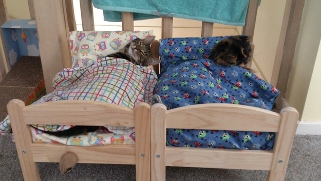 Cats in Tiny Bedzzzzzz