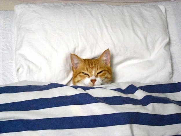 Cats in Tiny Bedzzzzzz