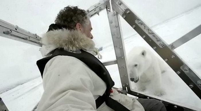 Polar Bear Attacks 