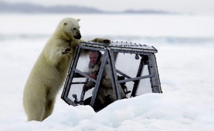 Polar Bear Attacks 