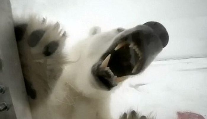 Polar Bear Attacks 