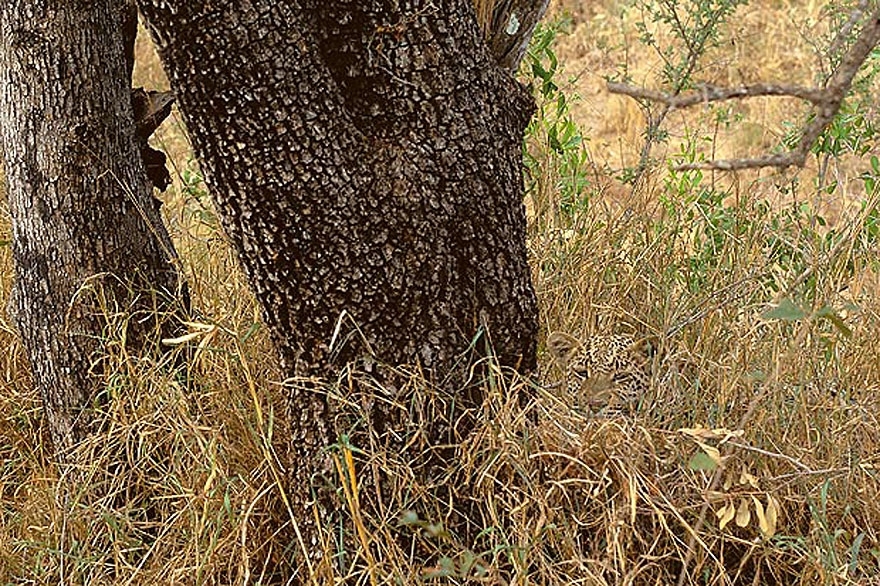 Can You Spot the Hidden Animals in These Photos by Art Wolfe?