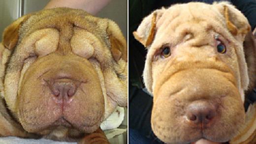 Comedy Central Presents: Canine Plastic Surgery