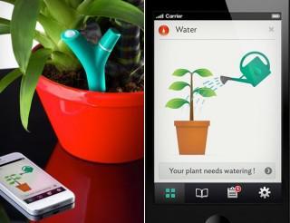 Flower Power Keeps You and Your Plants in Sync!