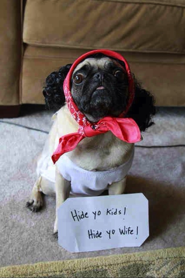 Pugs are a terrible breeding mistake. 