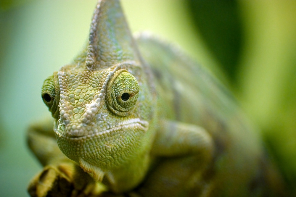 10 Things You Didn’t Know About Chameleons 