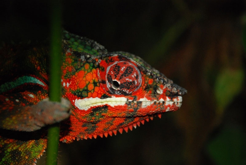 10 Things You Didn’t Know About Chameleons 