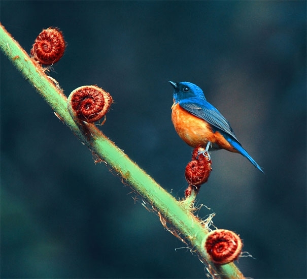 40 Breathtaking Bird Photos By John & Fish