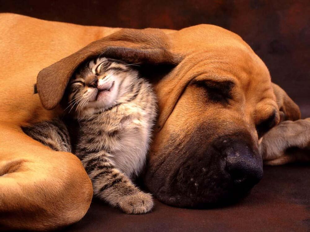 Loving Like Cats & Dogs