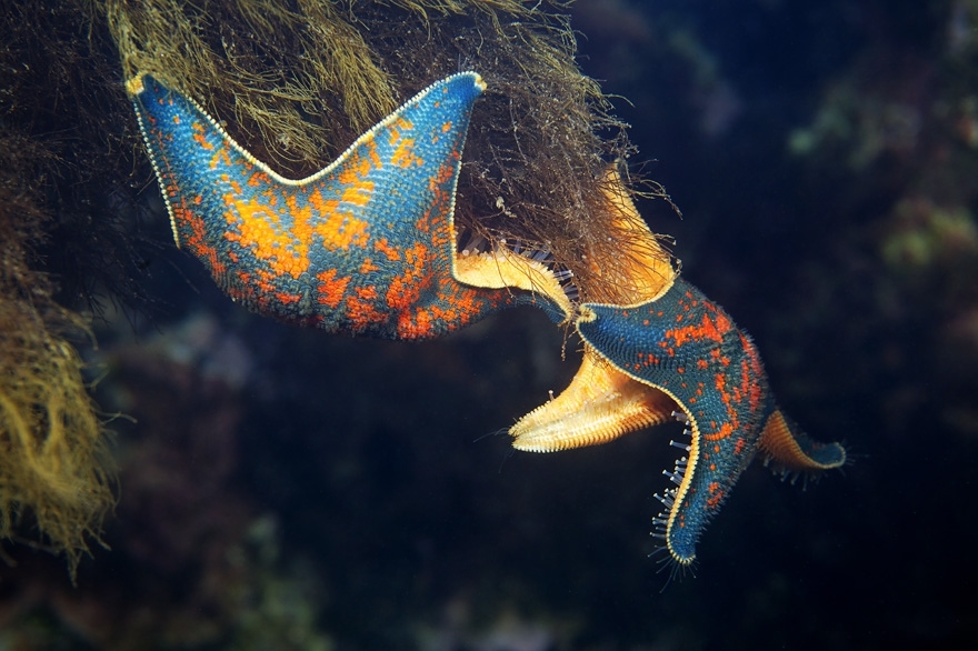 30 Breathtaking Undersea Photos by Alexander Semenov 