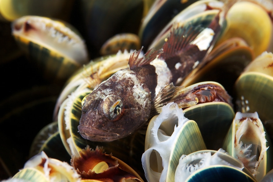 30 Breathtaking Undersea Photos by Alexander Semenov 