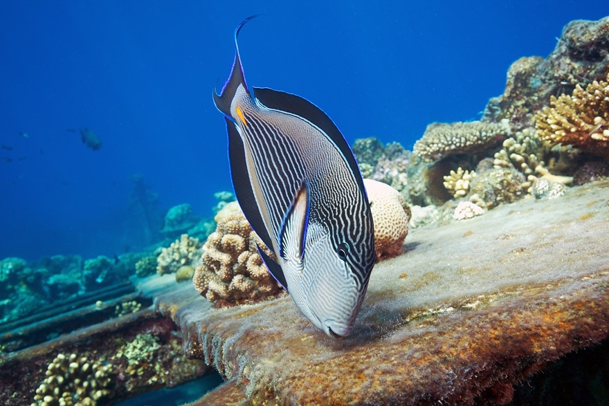 30 Breathtaking Undersea Photos by Alexander Semenov 