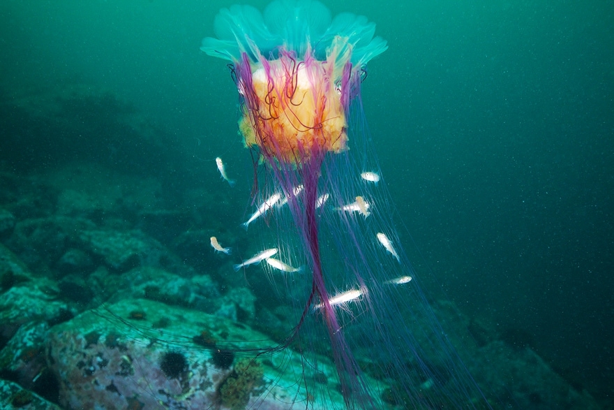 30 Breathtaking Undersea Photos by Alexander Semenov 