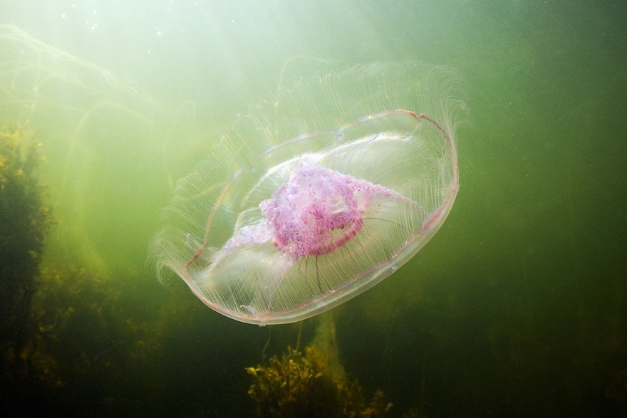 30 Breathtaking Undersea Photos by Alexander Semenov 