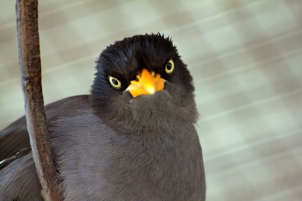 40 Real-Life Angry Birds 