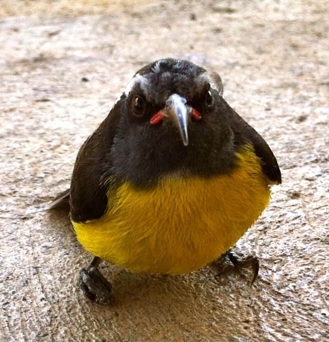 40 Real-Life Angry Birds 